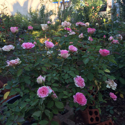 Ông bố 8X sở hữu vườn hồng rực rỡ 1000m2 - 3