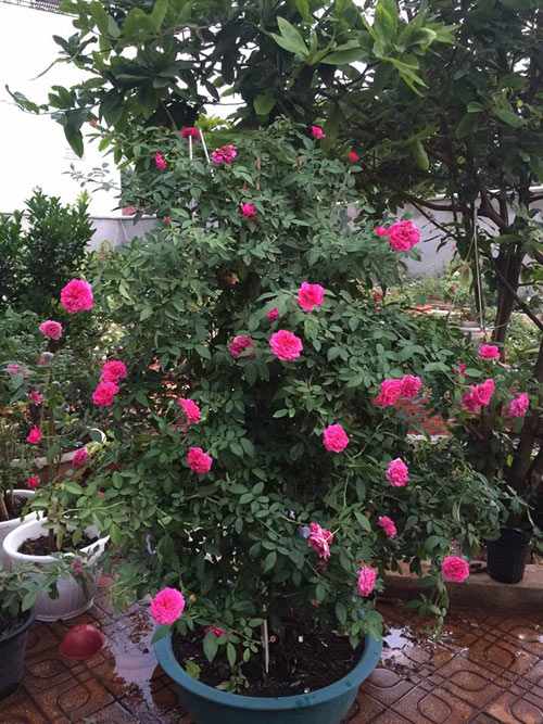 Ông bố 8X sở hữu vườn hồng rực rỡ 1000m2 - 2