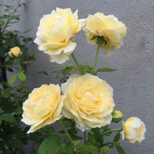 Ông bố 8X sở hữu vườn hồng rực rỡ 1000m2 - 4