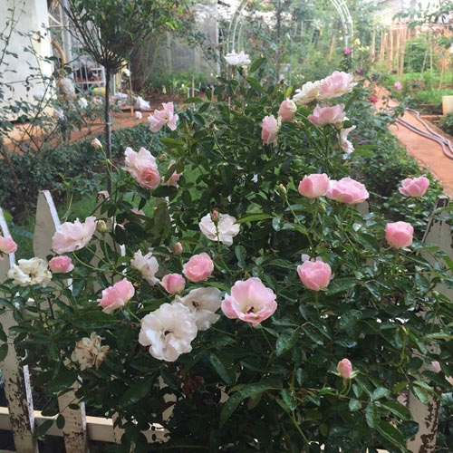 Ông bố 8X sở hữu vườn hồng rực rỡ 1000m2 - 5