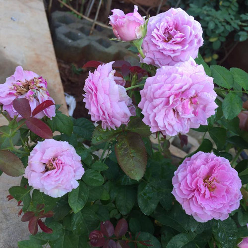 Ông bố 8X sở hữu vườn hồng rực rỡ 1000m2 - 6