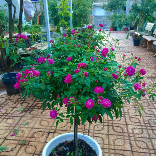 Ông bố 8X sở hữu vườn hồng rực rỡ 1000m2 - 7