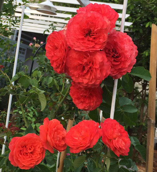 Ông bố 8X sở hữu vườn hồng rực rỡ 1000m2 - 8