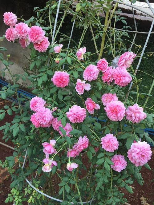 Ông bố 8X sở hữu vườn hồng rực rỡ 1000m2 - 9