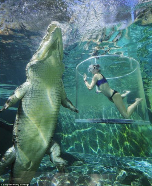 Cô gái xinh đẹp lặn cùng cá sấu khổng lồ dài 5m - 1