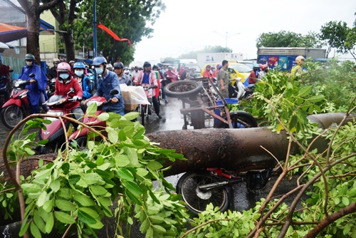 20 người giải cứu người đàn ông bị cây đè ở Sài Gòn - 1