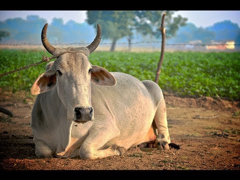 Ấn Độ: Chắt vàng từ nước tiểu bò - 1