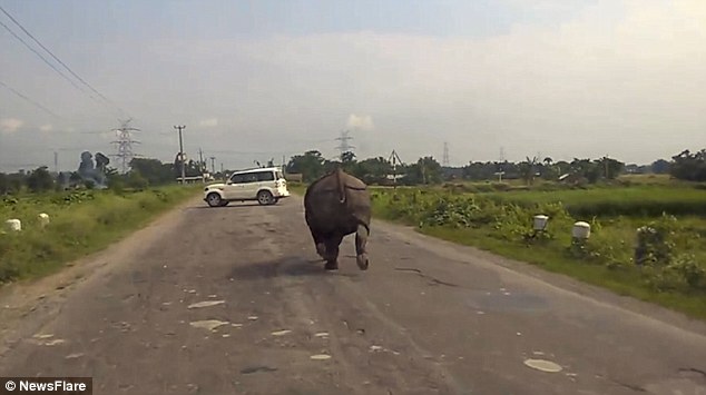 Ấn Độ: Tê giác &#34;càn quét&#34; quốc lộ, xe hơi chạy tán loạn - 1