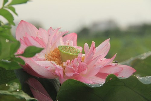 Trà cổ Hà Nội 7 triệu đồng/kg ướp từ 1200 bông hoa sen - 10