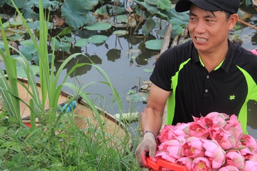 Trà cổ Hà Nội 7 triệu đồng/kg ướp từ 1200 bông hoa sen - 1
