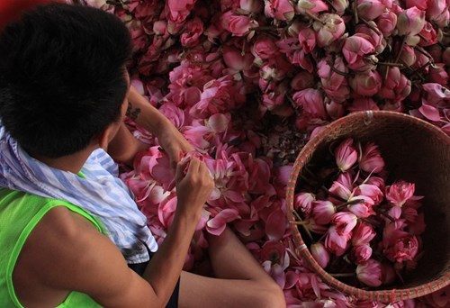 Trà cổ Hà Nội 7 triệu đồng/kg ướp từ 1200 bông hoa sen - 2