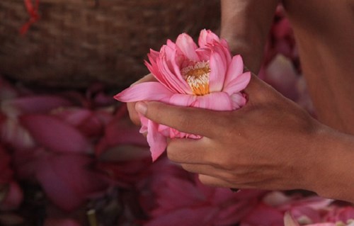 Trà cổ Hà Nội 7 triệu đồng/kg ướp từ 1200 bông hoa sen - 3