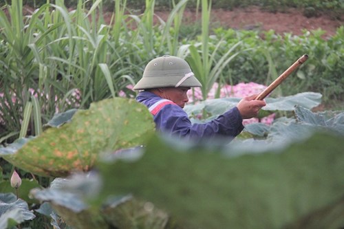 Trà cổ Hà Nội 7 triệu đồng/kg ướp từ 1200 bông hoa sen - 3