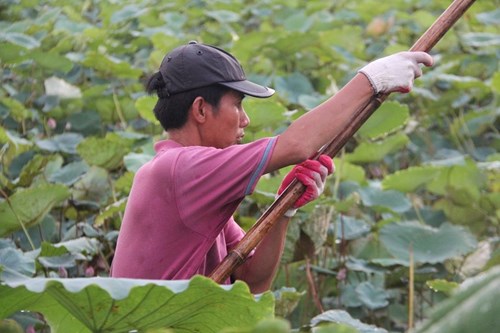 Trà cổ Hà Nội 7 triệu đồng/kg ướp từ 1200 bông hoa sen - 5