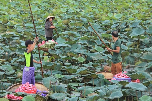 Trà cổ Hà Nội 7 triệu đồng/kg ướp từ 1200 bông hoa sen - 6