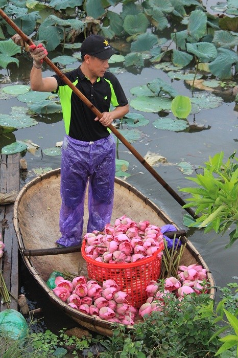 Trà cổ Hà Nội 7 triệu đồng/kg ướp từ 1200 bông hoa sen - 7