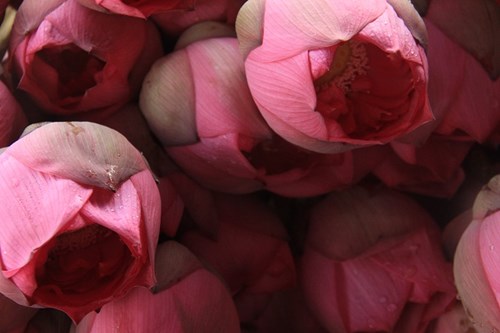 Trà cổ Hà Nội 7 triệu đồng/kg ướp từ 1200 bông hoa sen - 9