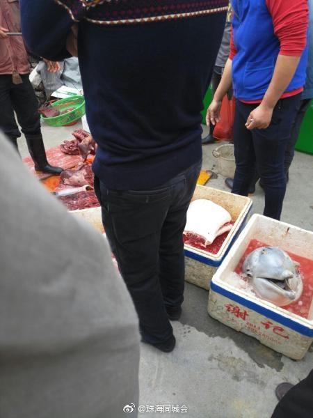 TQ: Cá heo trắng quý hiếm bị xẻ thịt bán ngay trên phố - 1