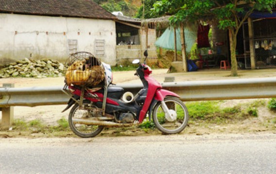 Tuyệt đối không dùng thuốc nam chữa bệnh khi bị chó dại cắn - 2