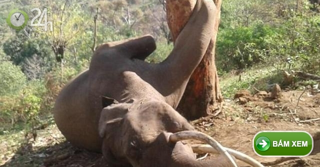 Thế giới động vật: Trèo cây hái mít, voi khổng lồ chết thảm vì ...