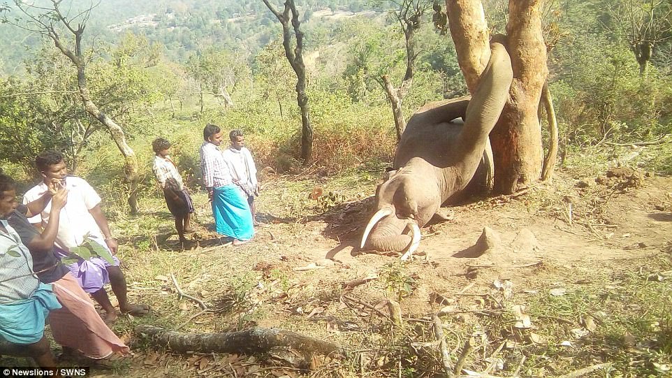 Trèo cây hái mít, voi khổng lồ chết thảm vì kẹt chân - 1
