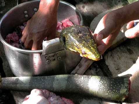 Làng Philippines nhiều trăn khổng lồ thích tấn công đàn ông - 4