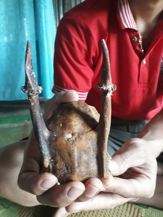 Nhặt được sừng lạ, trả hàng trăm triệu chưa bán - 2