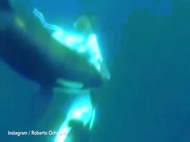 Cá voi sát thủ xé xác cá mập đầu búa dưới biển sâu