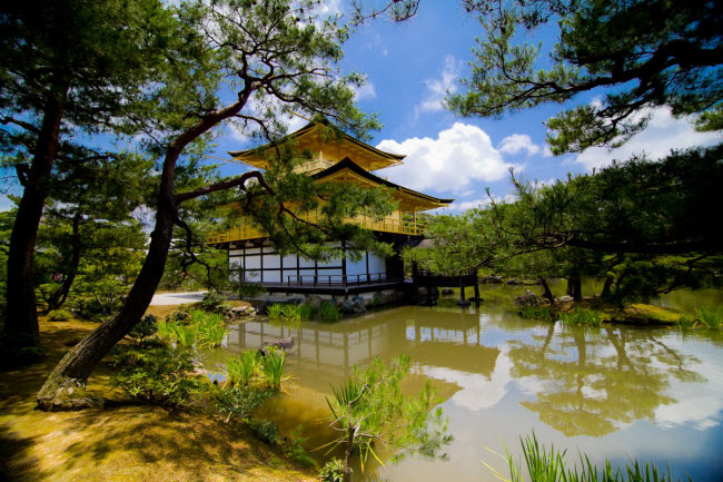 Ngôi chùa Vàng nằm giữa khu vườn xanh tốt ở thành phố Kyoto, Nhật Bản.