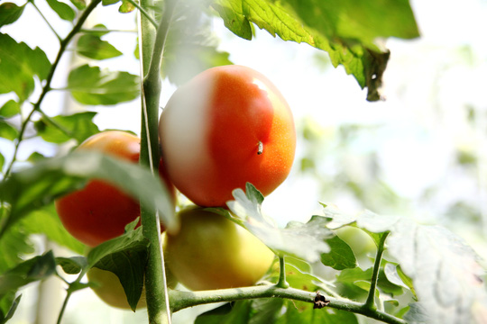 Vườn cà chua Nhật Bản siêu khủng ở Lâm Đồng - 1
