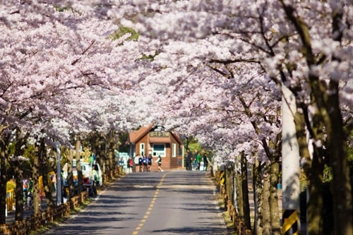 Chào tháng 4 nhẹ nhàng với những lễ hội hoa anh đào lớn nhất ở Hàn Quốc - 1