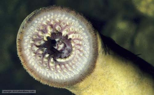 Loài cá hút máu như ma cà rồng, có giới tính linh hoạt - 2