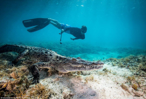 Mỹ: Cậu bé 14 tuổi bơi cùng bầy cá sấu hoang trong rừng - 1
