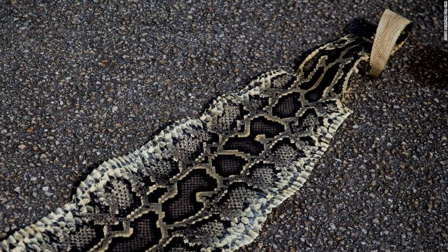 Nguy hiểm rình rập người săn trăn khổng lồ ở Mỹ - 2