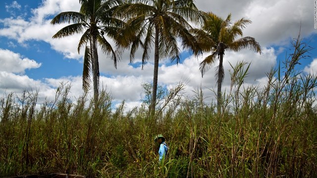 Nguy hiểm rình rập người săn trăn khổng lồ ở Mỹ - 5