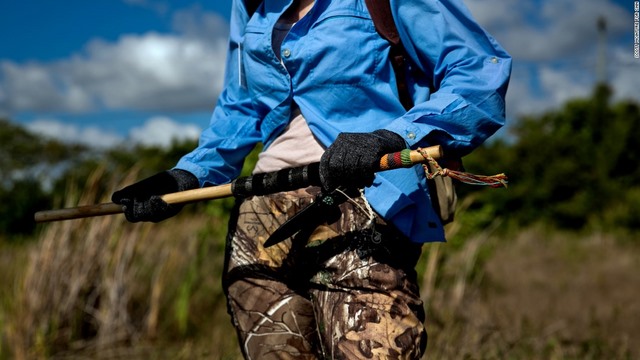 Nguy hiểm rình rập người săn trăn khổng lồ ở Mỹ - 4