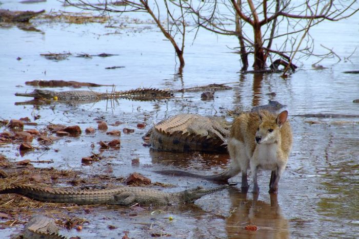 Úc: Hãi hùng khi thấy trăn khổng lồ ăn sống cá sấu - 2