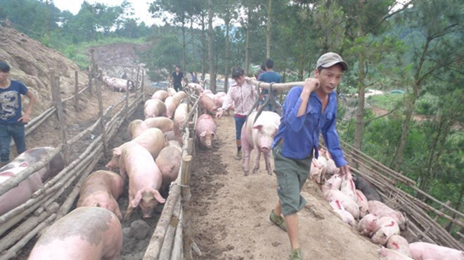 Đàm phán để xuất khẩu lợn sang Trung Quốc qua đường chính ngạch - 1