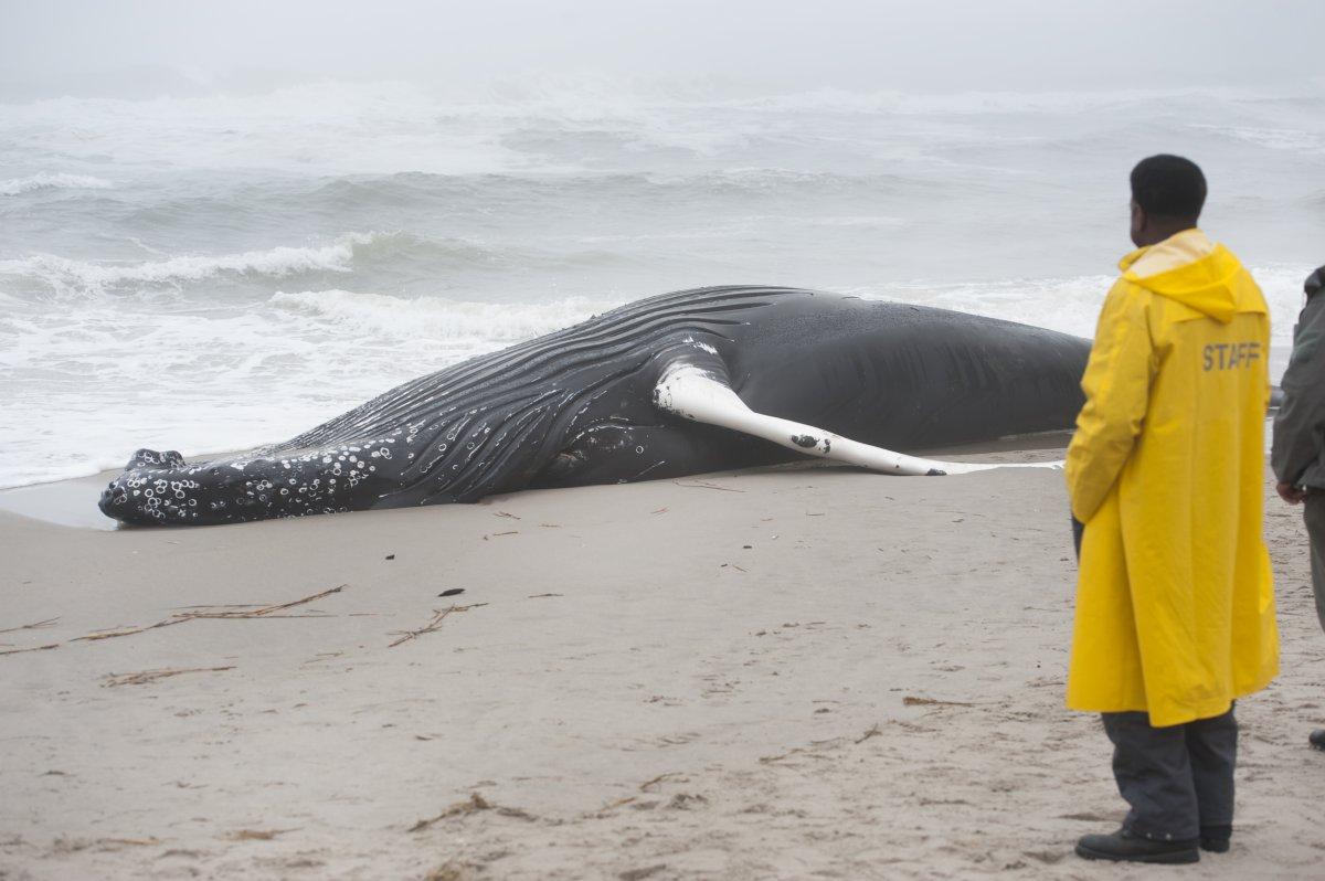 Mổ bụng cá voi khổng lồ bí ẩn dạt bờ biển Mỹ - 1
