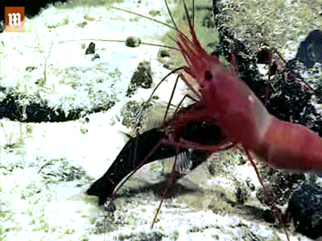 Video: Tôm “khủng” tử chiến, rạch bụng cá rồng ăn sống