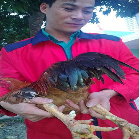 Giỗ Tổ Hùng Vương: Gà Sơn Tinh chín cựa nuôi như gà ri, 4 triệu/con - 3