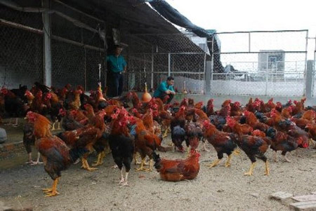Giỗ Tổ Hùng Vương: Gà Sơn Tinh chín cựa nuôi như gà ri, 4 triệu/con - 4