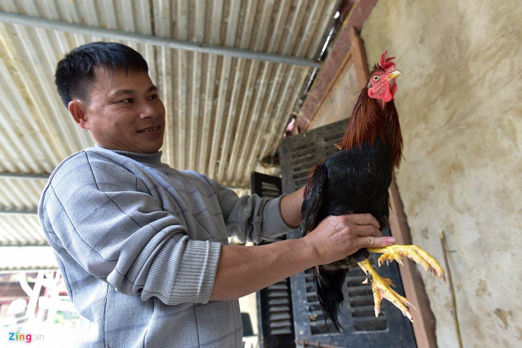 Giỗ Tổ Hùng Vương: Gà Sơn Tinh chín cựa nuôi như gà ri, 4 triệu/con - 2
