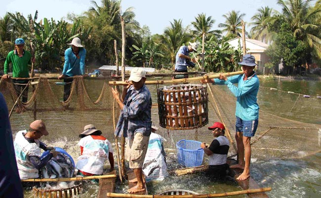 Muốn xuất khẩu cá tra phải học tiếng Trung, bỏ qua Anh, Nhật - 2