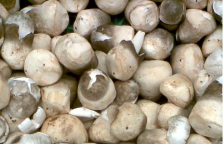 Thích ăn nấm rơm không được quên những điều này - 2