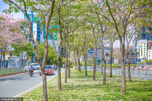 Sài Gòn đâu chỉ có nắng mưa, còn có những mùa hoa đẹp say lòng nữa! - 4