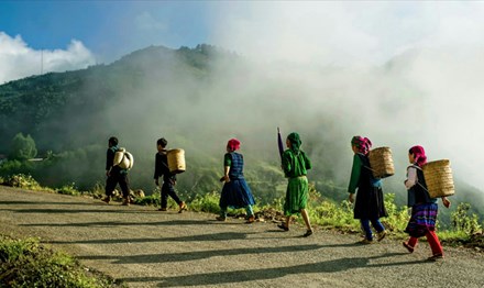 Săn đại lão trà trên đỉnh Tây Côn Lĩnh - 2