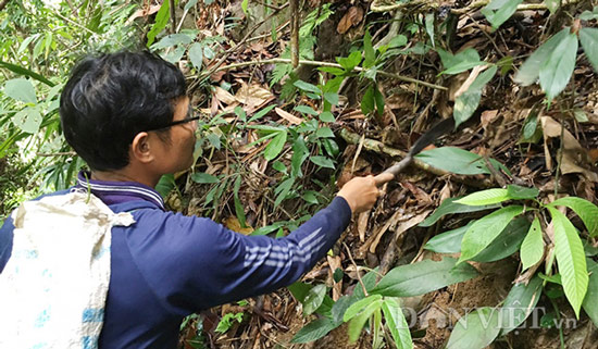 Đặc sản sâm &#34;ông uống, bà khen&#34;: Nghiên cứu để mở rộng diện tích - 2