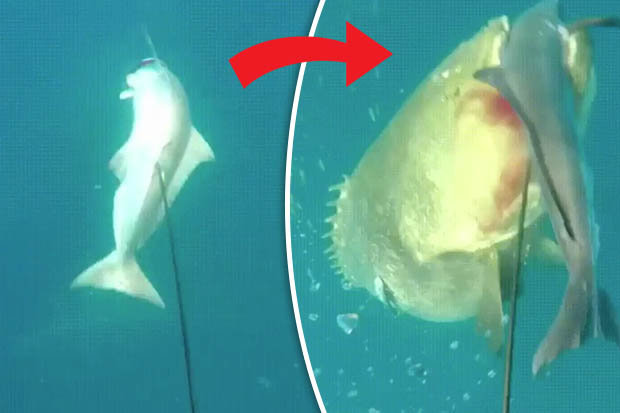 Video: Quái vật biển sâu trắng trợn cướp cá của thợ lặn - 1