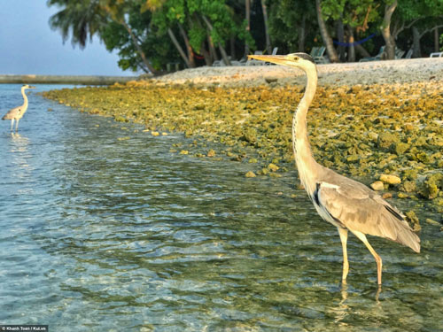 &#34;Bỏ túi&#34; ngay bí kíp du lịch Maldives giá rẻ - 5